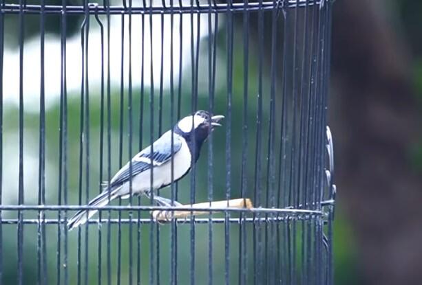 Perawatan Burung Gelatik Batu Bahan
