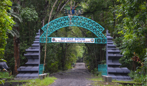 Salah satu hutan angker Indonesia - ALAS PURWO