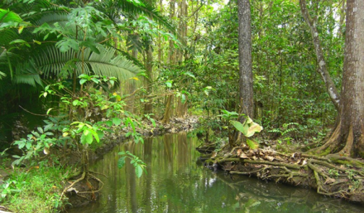 Salah satu hutan angker Indonesia - ALAS PURWO