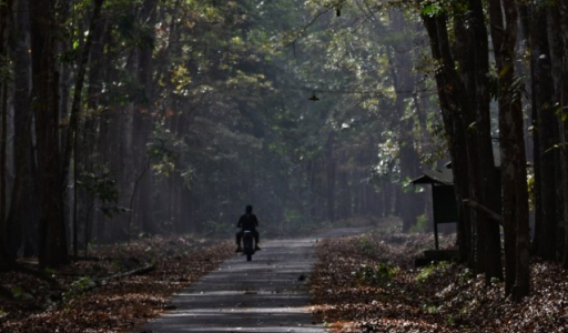 Salah satu hutan angker Indonesia - ALAS PURWO