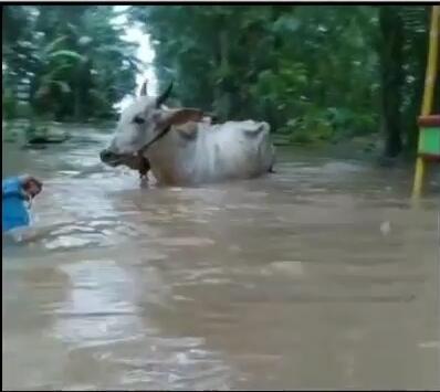 Banjir Kebumen - Purworejo : Drama Evakuasi Sapi sampai Lalu Lintas Macet