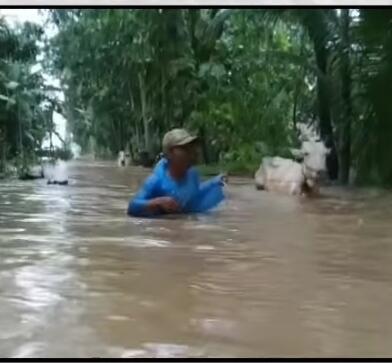 Banjir Kebumen - Purworejo : Drama Evakuasi Sapi sampai Lalu Lintas Macet