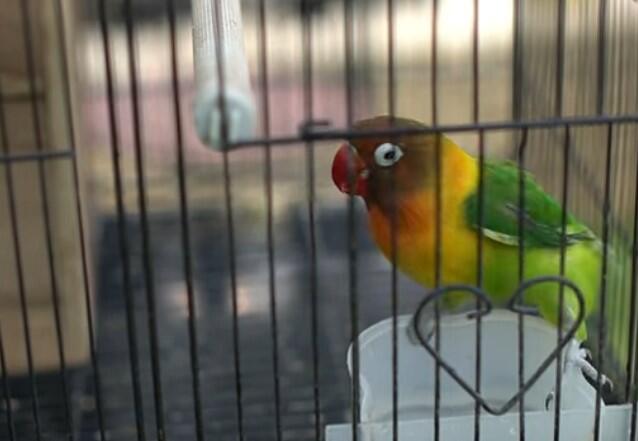 Cara Mengembalikan Durasi Lovebird