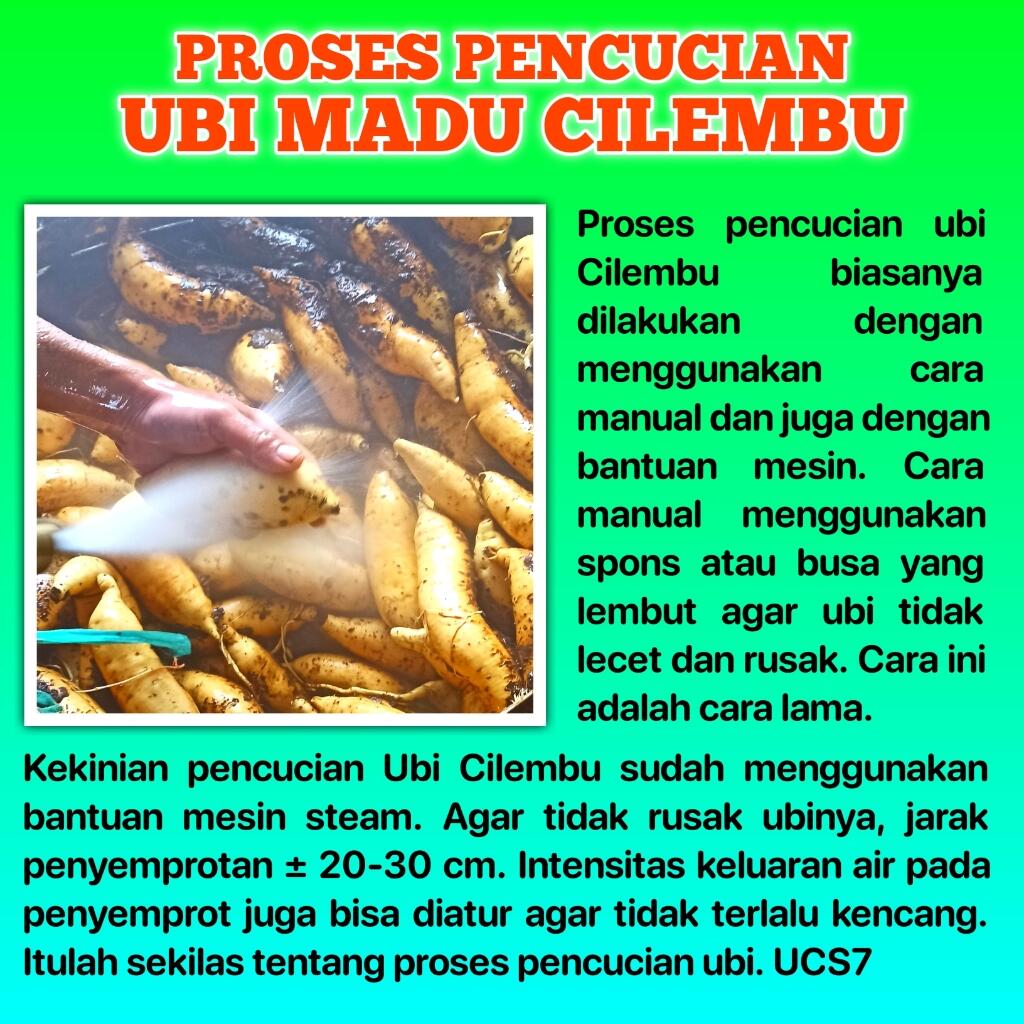 Ubi Madu Cilembu Dicuci Bersih Sebelum Dikemas & Dipasarkan