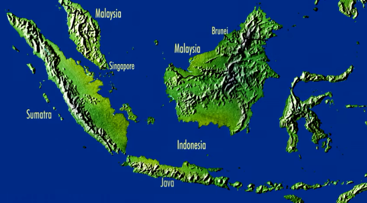 Minyak Goreng Langka? Lahan Hutan Berkurang? Mari Kupas Sisi Gelap Sawit dari Akarnya