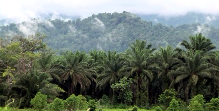 Minyak Goreng Langka? Lahan Hutan Berkurang? Mari Kupas Sisi Gelap Sawit dari Akarnya