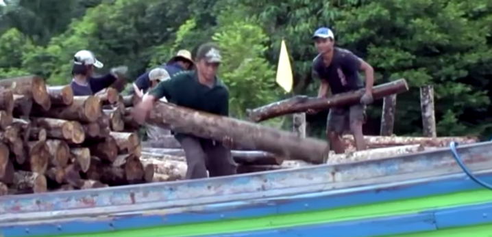 Minyak Goreng Langka? Lahan Hutan Berkurang? Mari Kupas Sisi Gelap Sawit dari Akarnya