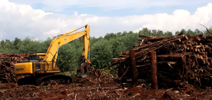 Minyak Goreng Langka? Lahan Hutan Berkurang? Mari Kupas Sisi Gelap Sawit dari Akarnya