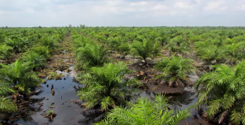 Minyak Goreng Langka? Lahan Hutan Berkurang? Mari Kupas Sisi Gelap Sawit dari Akarnya