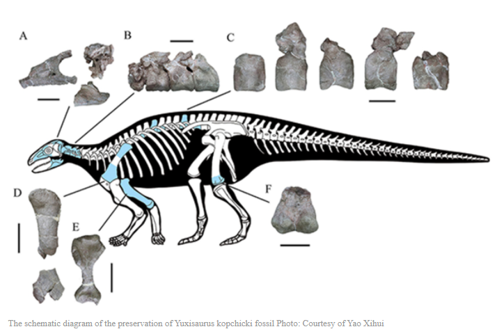 Spesies Baru Dari Armored Dinosaurus Ditemukan Di China