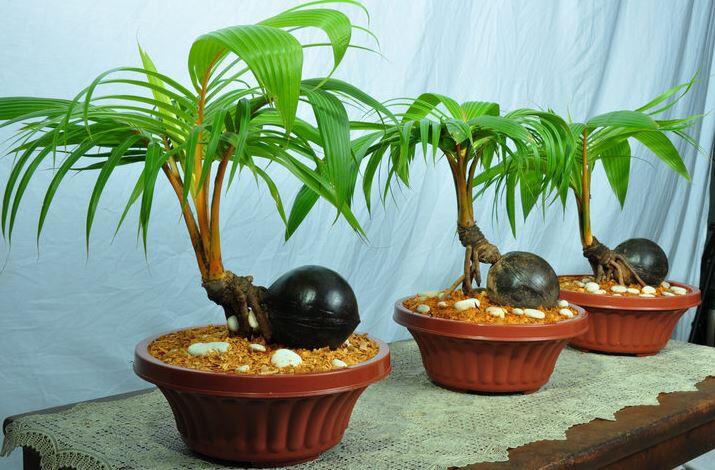 3 Pohon Ini Bisa Dijadikan Bonsai Hasilnya Bikin Takjub, Cek Kebenarannya!