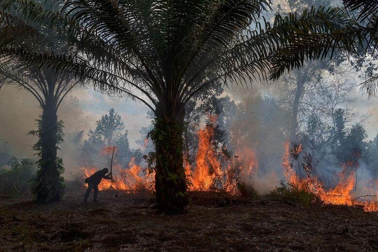 Minyak Goreng Langka? Lahan Hutan Berkurang? Mari Kupas Sisi Gelap Sawit dari Akarnya