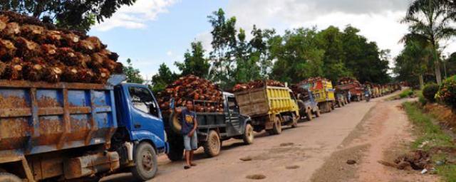 Minyak Goreng Langka? Lahan Hutan Berkurang? Mari Kupas Sisi Gelap Sawit dari Akarnya