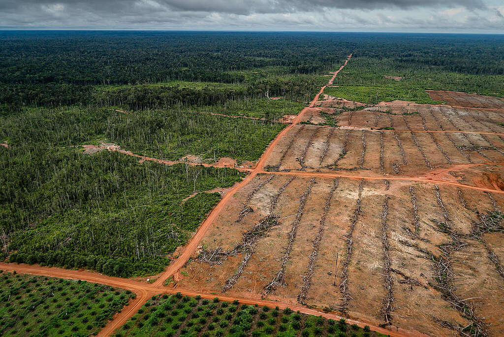 Minyak Goreng Langka? Lahan Hutan Berkurang? Mari Kupas Sisi Gelap Sawit dari Akarnya