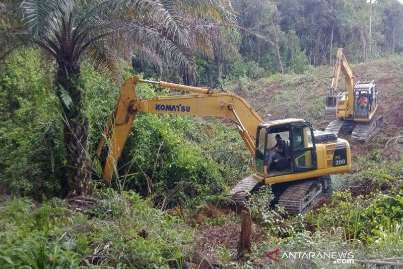 Minyak Goreng Langka? Lahan Hutan Berkurang? Mari Kupas Sisi Gelap Sawit dari Akarnya