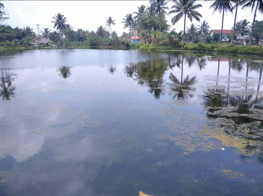 Kolam ikan
