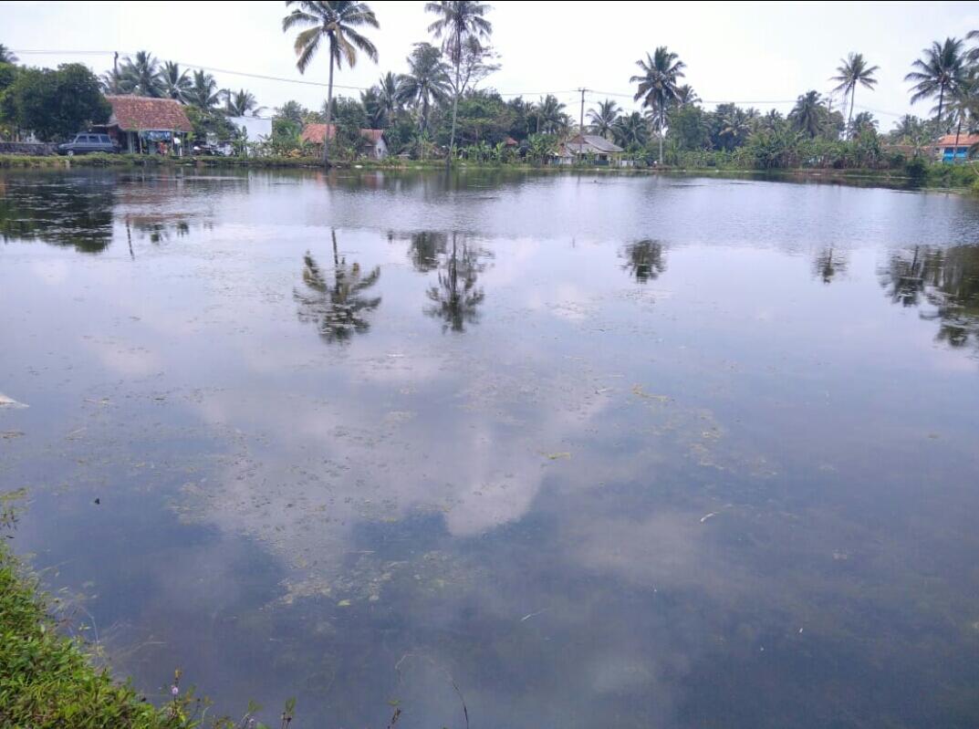 Kolam ikan