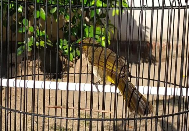 Cara Merawat Burung Rengganis Agar Cepat Gacor