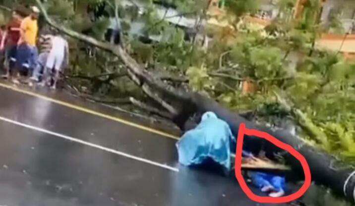 Musim Hujan Tengah Melanda Beberapa Daerah di Indonesia, Waspada Rawan Pohon Tumbang