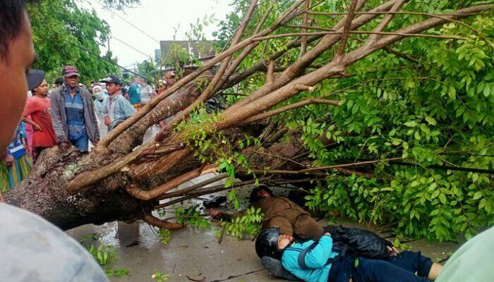 Musim Hujan Tengah Melanda Beberapa Daerah di Indonesia, Waspada Rawan Pohon Tumbang