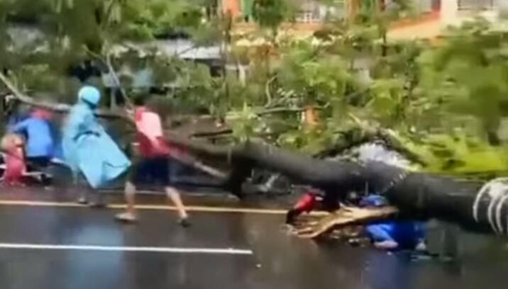 Musim Hujan Tengah Melanda Beberapa Daerah di Indonesia, Waspada Rawan Pohon Tumbang