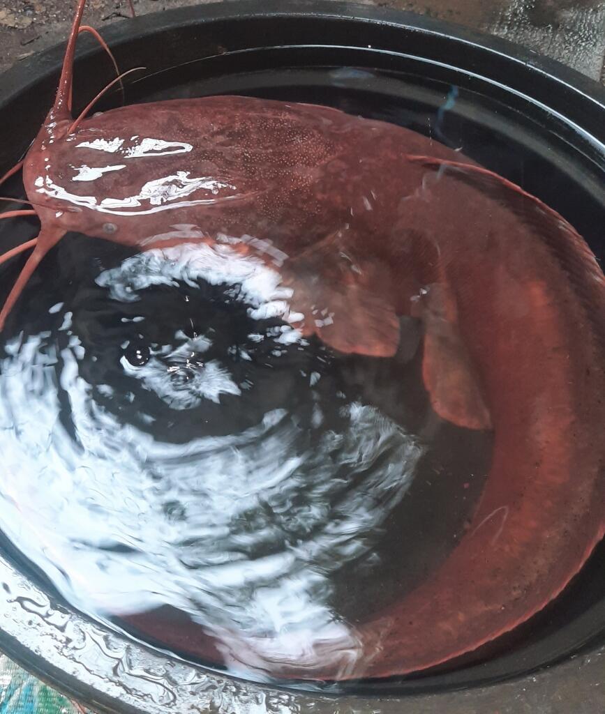 Wow, Dapat Ikan Monster Lele Rawa Super Besar