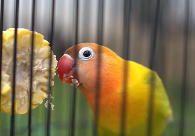 Cara Merawat Lovebird Betina Agar Gacor