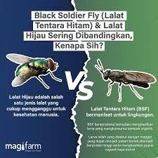 Maggot, Solusi Terbaik Mengatasi Sampah Makanan!