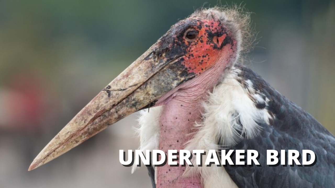 Marabou Stork - The Undertaker Bird