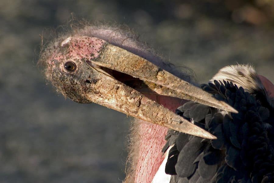 Marabou Stork - The Undertaker Bird
