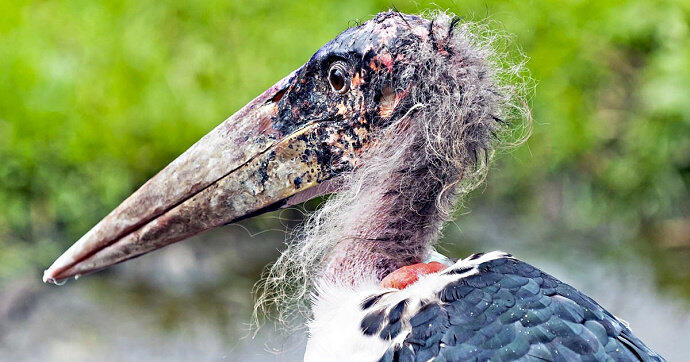 Marabou Stork - The Undertaker Bird