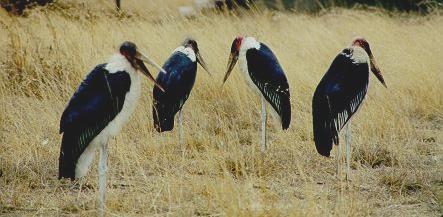 Marabou Stork - The Undertaker Bird