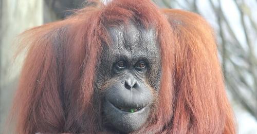 Pertama Kali di Dunia Orangutan Jadi Direksi Perusahaan Sawit.