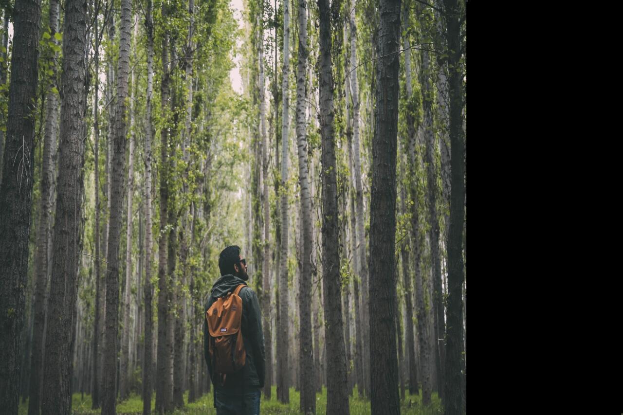 Jika Tersesat Di Hutan Jangan Panik! Lakukan Beberapa Hal Berikut Ini!