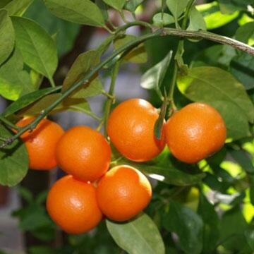 Sunkist Oranges