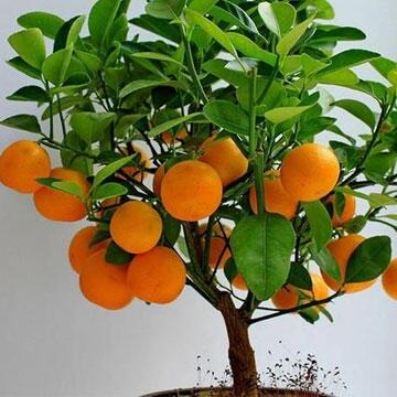 Sunkist Oranges