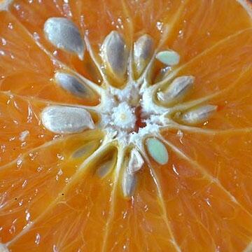 Sunkist Oranges