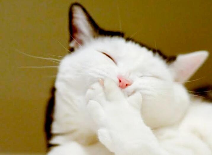 Fakta Ilmiah Ini Menjawab, Kenapa Kucing Senang Sekali Tidur Diatas Sejadah (Meow!)