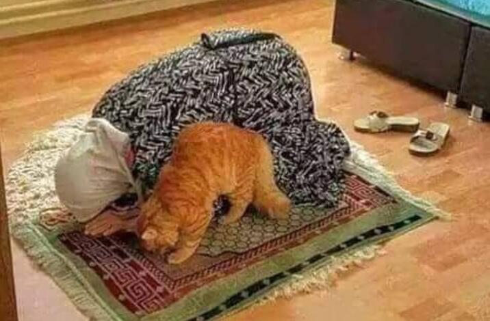 Fakta Ilmiah Ini Menjawab, Kenapa Kucing Senang Sekali Tidur Diatas Sejadah (Meow!)