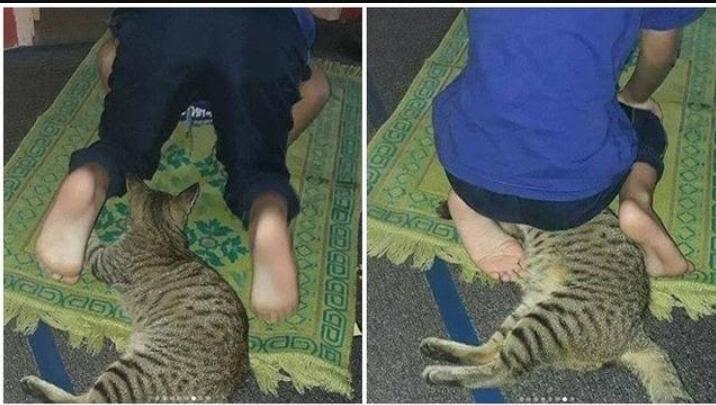 Fakta Ilmiah Ini Menjawab, Kenapa Kucing Senang Sekali Tidur Diatas Sejadah (Meow!)