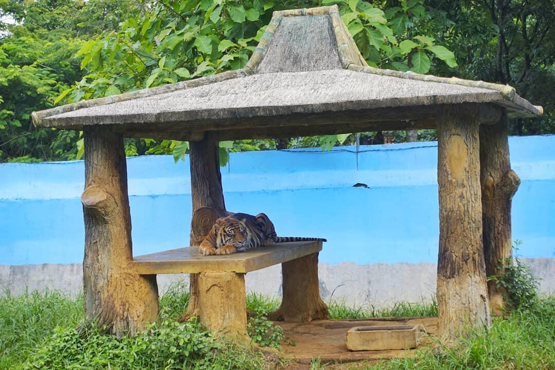 Kebun Binatang Jurug Solo Beri Diskon Khusus Hingga 30 Persen Untuk Rombongan