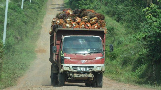 Ekspor Minyak Goreng Dilarang, Harga TBS Sawit Sumsel Terjun Rp1.000 Per Kilogram