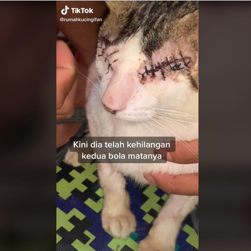 Anti Mainstream, Pencipta Lagu Ini Ajak Berbagi untuk Kucing Buta dan Terlantar 