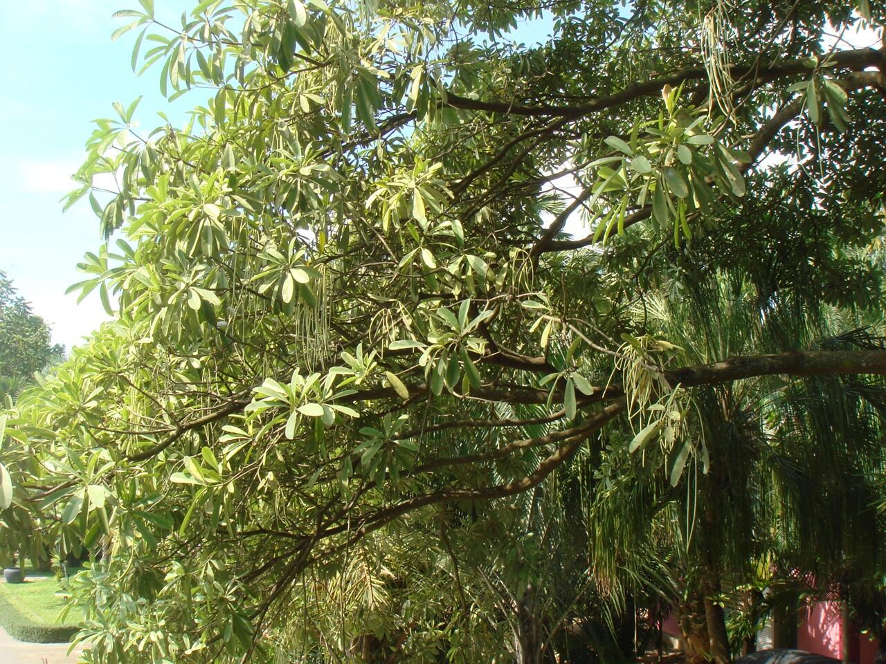 Pohon Iblis Penghuni Monas