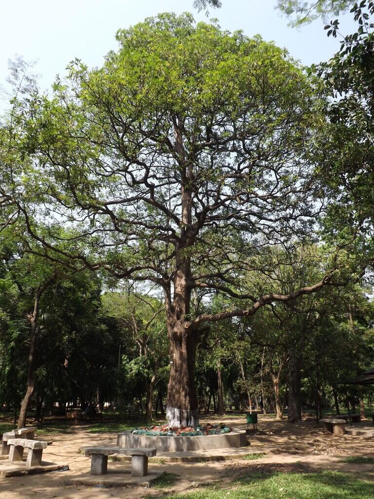 Pohon Iblis Penghuni Monas