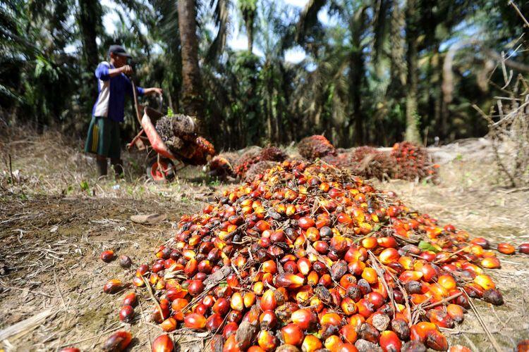 Larangan Ekspor CPO Bikin Harga Sawit Anjlok, Petani Mengaku Rugi Rp 11,7 Triliun