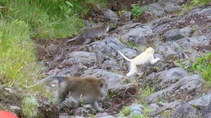 Aneh, Bule Mesum Di Gunung Batur Bali, Tidak Mati Seperti Kisah KKN Di Desa Penari.