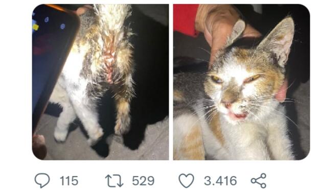 Heboh di Twitter Tukang Tambal Ban Diduga Sodomi Kucing, Apakah Bentuk Kelainan?