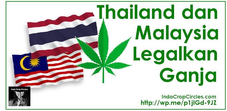 Di Thailand, Ngasih Penduduknya 1 Juta Benih Ganja Gratis. Untuk Apa?