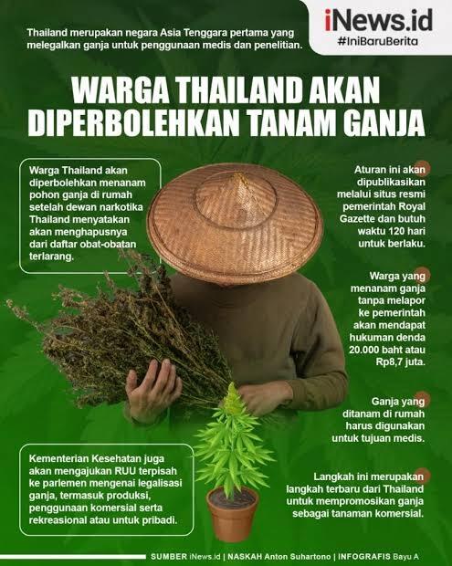 Di Thailand, Ngasih Penduduknya 1 Juta Benih Ganja Gratis. Untuk Apa?